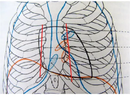 Figure 10  Vue antérieure du thorax 