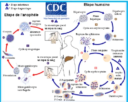 Figure  4.  Cycle  du  Plasmodium.  Center  for  Disease  Control  and  Prevention  (CDC)