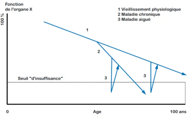 Figure 3 : Le vieillissement selon Bouchon, 1984