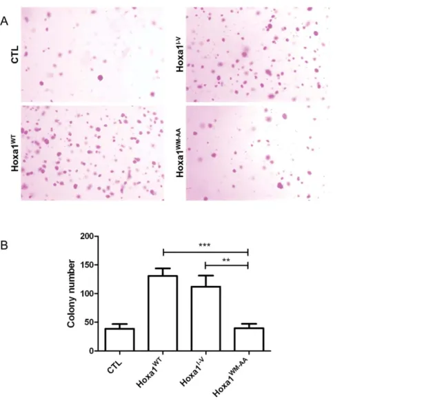 Figure 5. The expression of Hoxa1 WM-AA in human mammary carcinoma cells does not result in increased anchorage independent cell growth