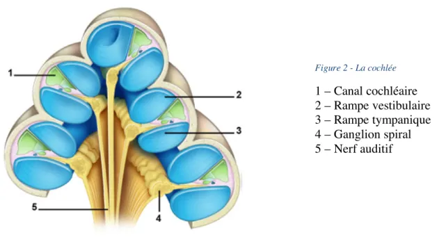 Figure 2 - La cochlée  1 – Canal cochléaire  2 – Rampe vestibulaire  3 – Rampe tympanique  4 – Ganglion spiral  5 – Nerf auditif  Figure 3 - La cochlée 