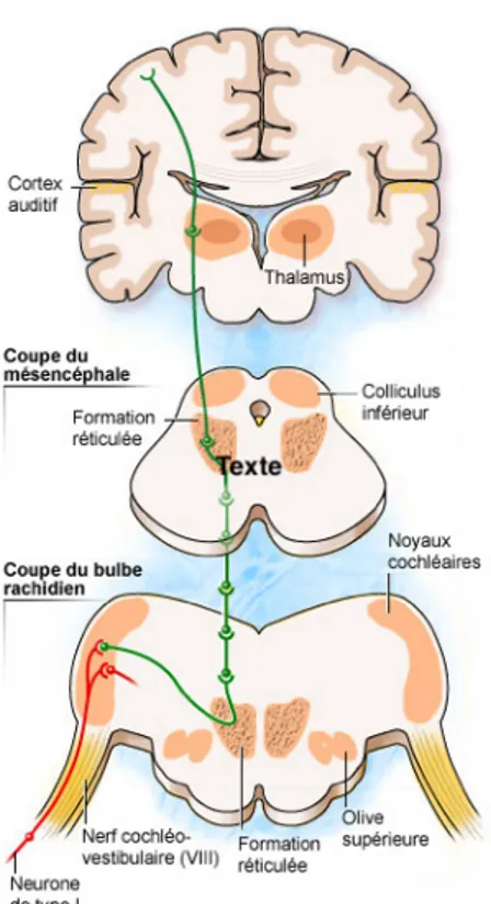 Figure 4 - Voie auditive primaire  Figure 5 - Voie auditive non primaire 