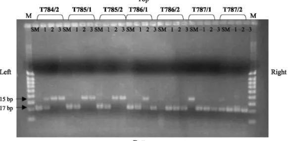 Fig. 1. PCR amplification of Bifidobacterium DNA from some raw milk samples and using an internal control