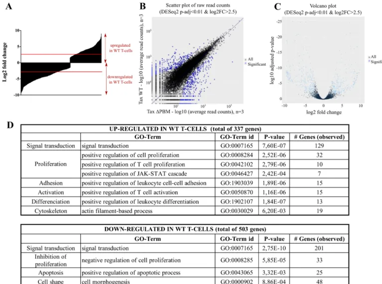 Fig 6. Tax PBM sustains the proliferation of T-cells from HTLV-1 infected hu-mice. (A) Expression of Tax in the cultured T-cell lines isolated from WT and ΔPBM infected hu-mice