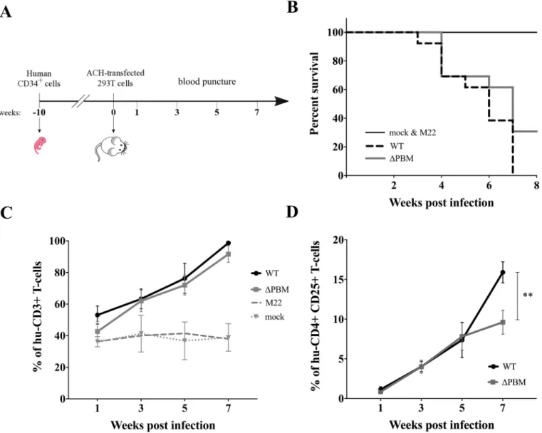 Fig 1. Tax PBM increases HTLV-1-induced proliferation of human CD4+CD25+ T-cells. (A) Schematic representation of the procedure for the generation of infected hu-mice: newborn immuno-deficient NSG mice were sub-lethally X-irradiated and intra-hepatically i