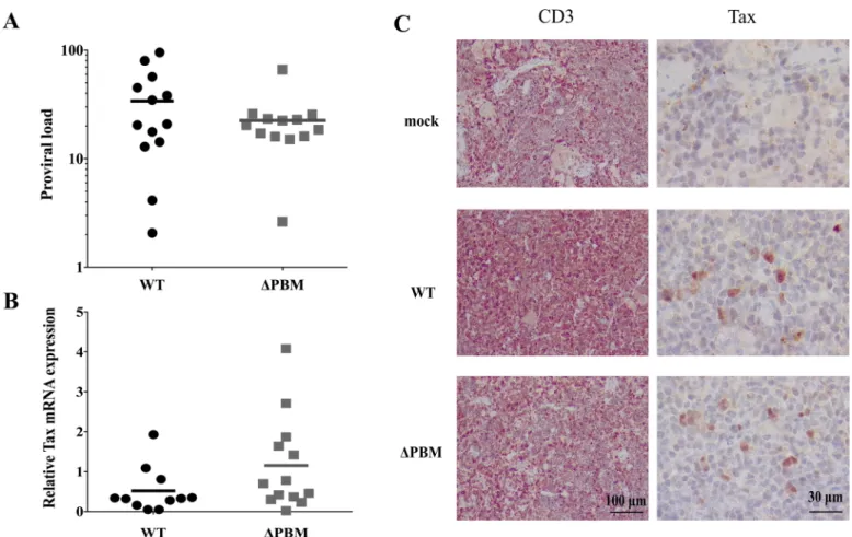 Fig 2. Proviral load and Tax expression in the spleen of WT or ΔPBM infected hu-mice. (A) The proviral load in splenocytes from the 2 groups of 13 hu-mice infected with the respective HTLV-1 variants was determined by quantitative PCR and reported as the n