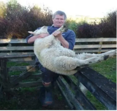 Figure 9: A recommended method of lifting sheep for easy loading/off- loading/off-loading 