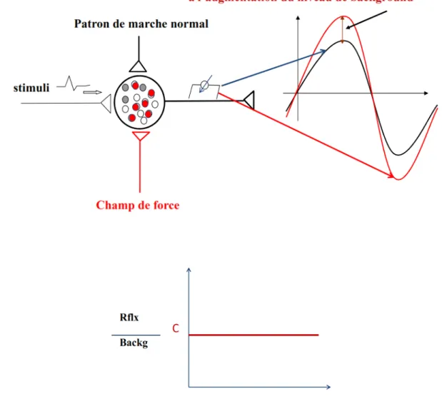 Figure 1-3 Contrôle automatique du gain de réflexe. A: Lors de la marche normale, plusieurs motoneurones dans le pool de  motoneurones du TA sont activés et portés près du seuil de décharge (petits cercles gris)