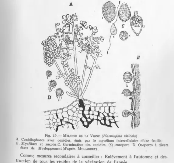 Fig,  18, - MILDIOU  DE  LA  VIGNE  (Plasmopora  viticola)'  Feuille  atteinte  (face  inférieure)  (Orig,) 