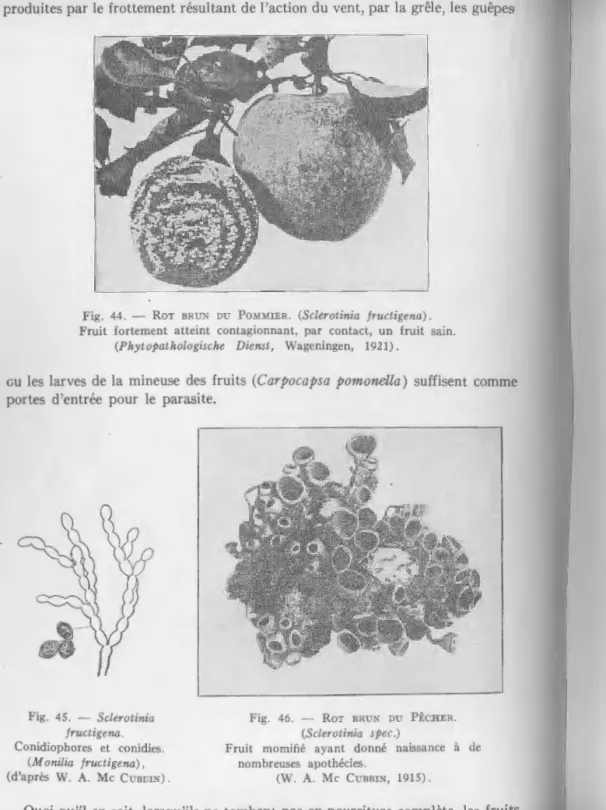 Fig.  44.  - Ror  BRUN  DU  POMMIER.  (Sclerotinia  fructigena). 