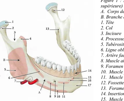 Figure  1  :  Mandibule  (vue  latérale  et  antéro- antéro-supérieure) [2]  A.  Corps de la mandibule   B