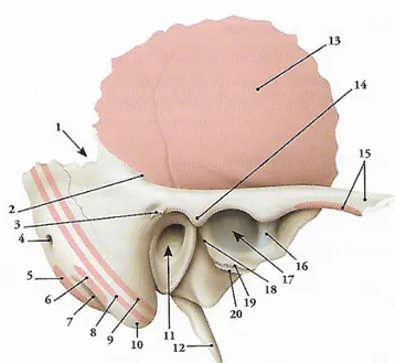 Figure 2 : Os temporal droit (vue externe) [2] 