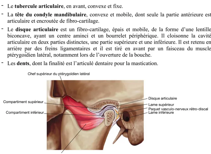 Figure 3 : Articulation temporo-mandibulaire (vue latérale) [3] 