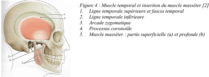 Figure 5 : Muscles ptérigoïdiens (vue postérieure) [2] 