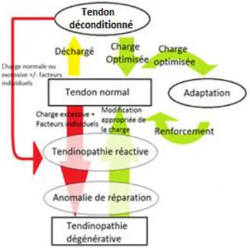 Figure 2 : Modèle en « Continuum » des tendinopathies[3] 