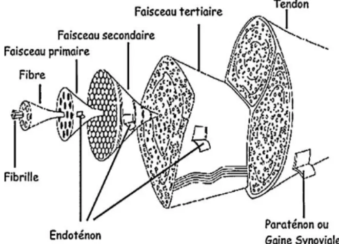 Figure 1 : Structure du tendon[6] 