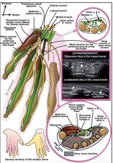 Figure 5: Vue antérieure de la répartition du nerf médian dans la main. Coupe transversale au niveau du canal  carpien et dans la paume, images échographiques correspondantes