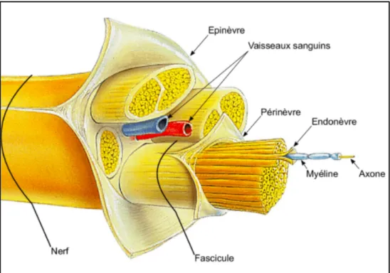 Figure 1: Schéma de l'anatomie des nerfs périphériques de Benjamin Cummings 