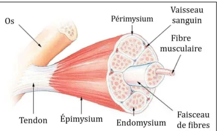 Figure 2. Structure du muscle strié squelettique 