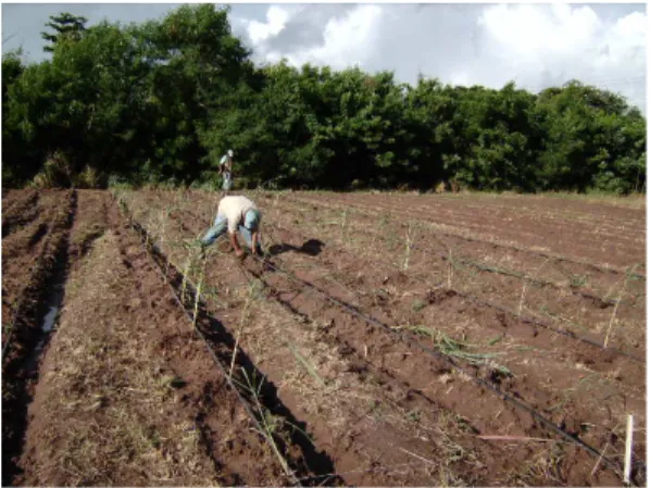 Figure 4.1. Growth parameter measurements taken for lemon grass 