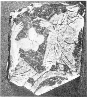 Fig. 8.  Estagel, tombe 37  :  fragment de  verre  à décor gravé  sur feuilles  d'or.  (Grandi  4  fois.) 