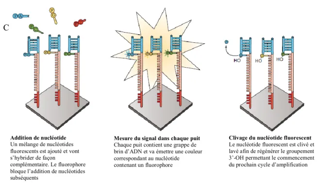 Figure  1-15.  Représentation  du  fonctionnement  de  la  plateforme  Ion  Torrent  et  Illumina  en  NGS