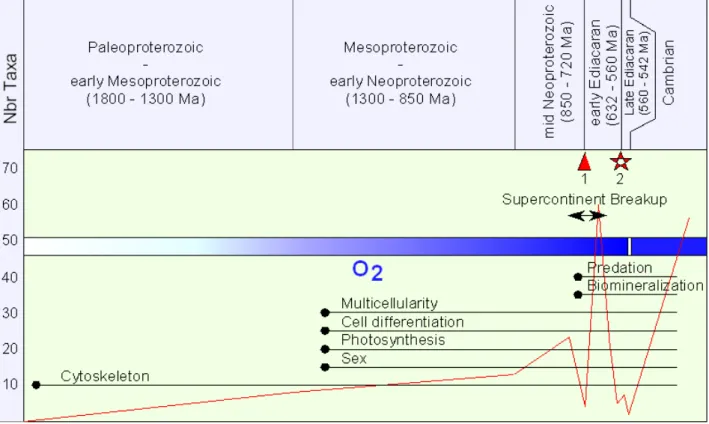 Figure 1: Patterns of early eukaryotic diversification, biological innovations and environmental changes (modified  from K NOLL  et alii, 2006)