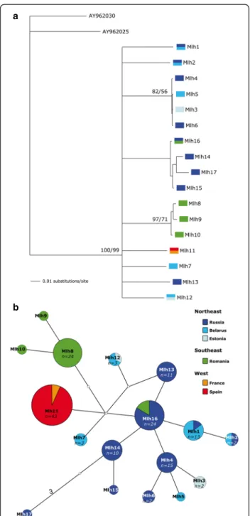 Fig. 2 Phylogenetic tree and median-joining network. (a) Phylogenetic relationships of the European mink based on mtDNA haplotype data using BI and ML