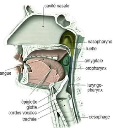 Figure 5 : anatomie de l’appareil phonatoire (http://outilsrecherche.com)