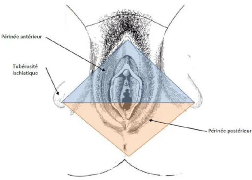Figure 1 : Le périnée (femme en position gynécologique) 