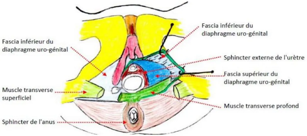 Figure  3 :  Le  périnée  antérieur  féminin :  plan  moyen  (diaphragme  uro-génital) 