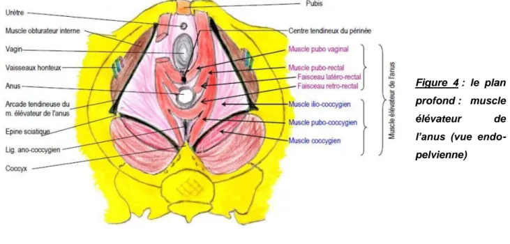 Figure  4 :  le  plan  profond :  muscle  élévateur  de  l’anus  (vue   endo-pelvienne)  