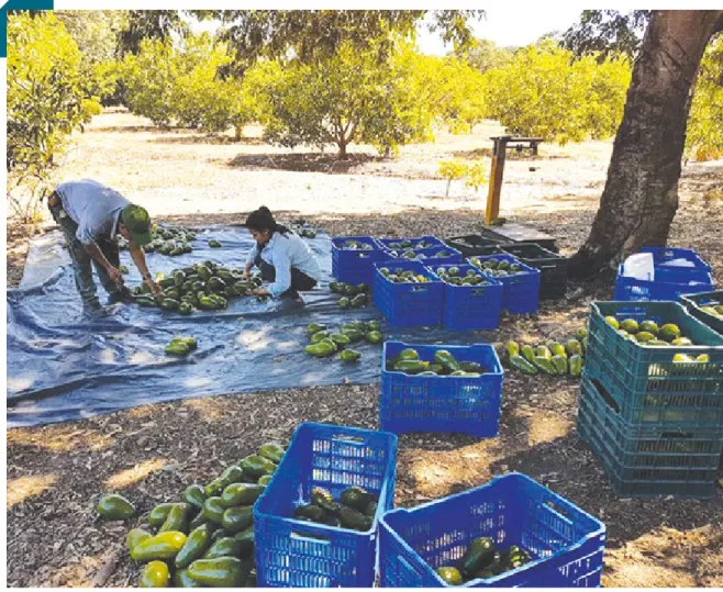 Figura 9. a gricultor es familiar es seleccionan frutos de aguacate para comer cializarlos en el mer cado local