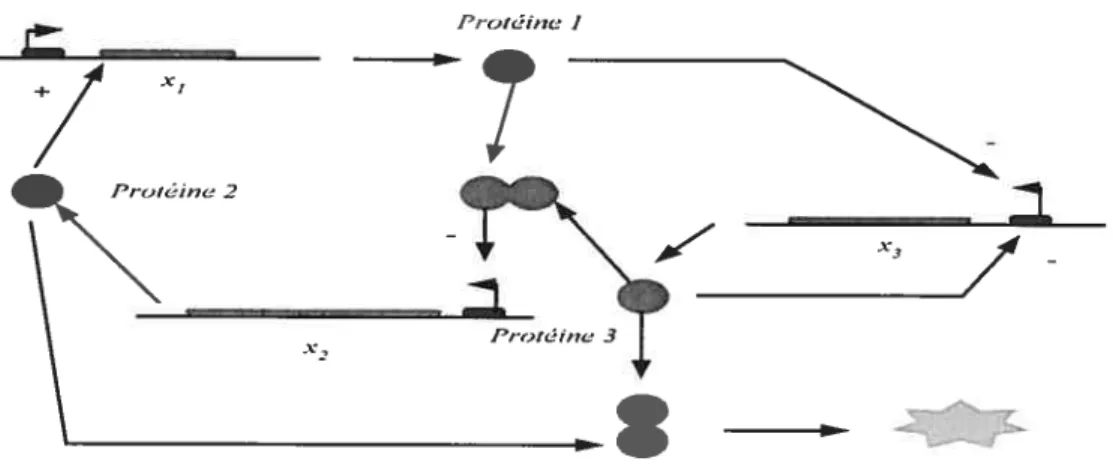 Figure 7 : Dégradation de la protéine 3 [261