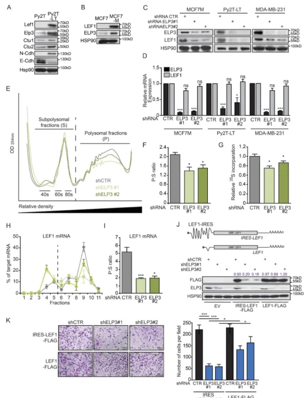 Figure 5.  U34 tRNA modifications regulate LEF1 IRES translation to promote breast cancer cell migration