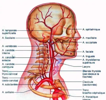 Figure 1: troncs artériels et conséquences fonctionnelles[11]