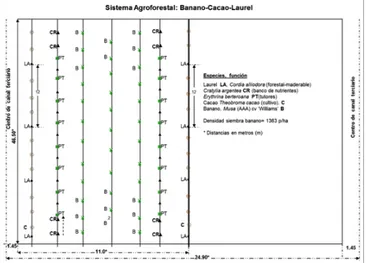 Figura 2. Sistema agroforestal banano-cacao-laurel.