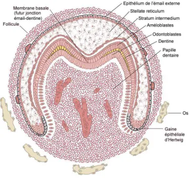 Figure 8. Composition cellulaire du germe dentaire au tout début du stade de la maturation 