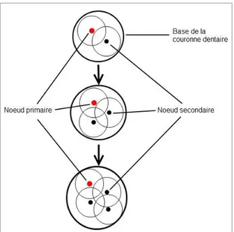 Figure 9. Modèle en cascade de la formation des cuspides d’une molaire 