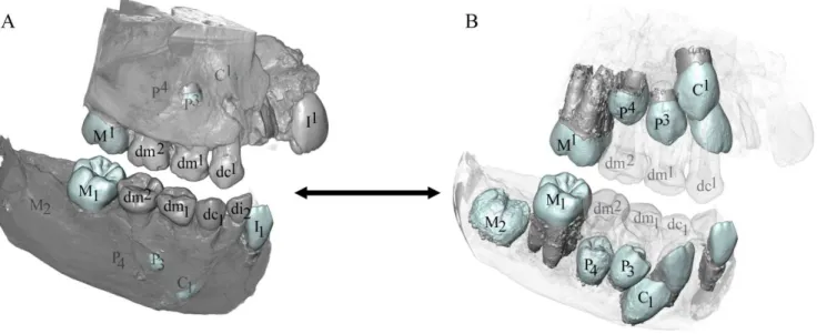 Figure 10. Bourgeons de dents permanentes inédites en 3D chez l’individu Qafzeh 4 