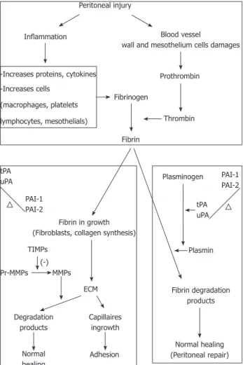 Figure 1  Balance between plasminogen activators and plasminogen in- in-hibitors. TIMP: Tissue inhibitors of metalloproteinases; MMP: Matrix  metallopro-tease; ECM: Extracellular matrix; tPA: Tissue-type plasminogen activator; uPA: 
