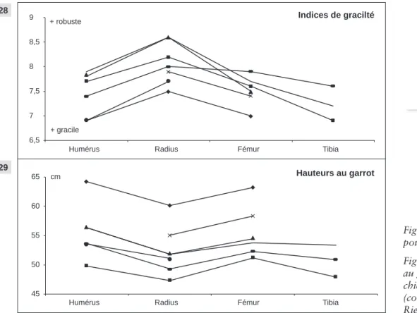 Fig. 28 : Indices de gracilité des os longs  pour les sept chiens pris en compte.