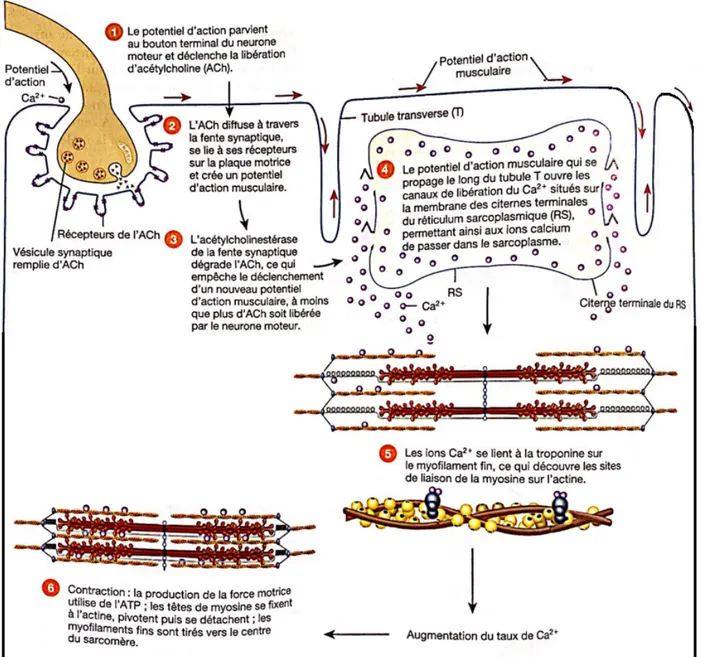 Figure n°3 : Résumé du déroulement des évènements se produisant lors de la contraction et  du relâchement d’un myocyte squelettique 