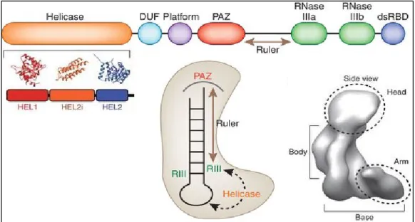 Figure  2.  Structure  et  domaines  de  la  ribonucléase  Dicer.  Dicer  est  composé  de  plusieurs  domaines :  (1)  Un  domaine  hélicase,  qui  se  lie  à  la  boucle  du  précurseur  et  intervient  dans  la  sélection  du  brin  guide ;  (2)  un  do
