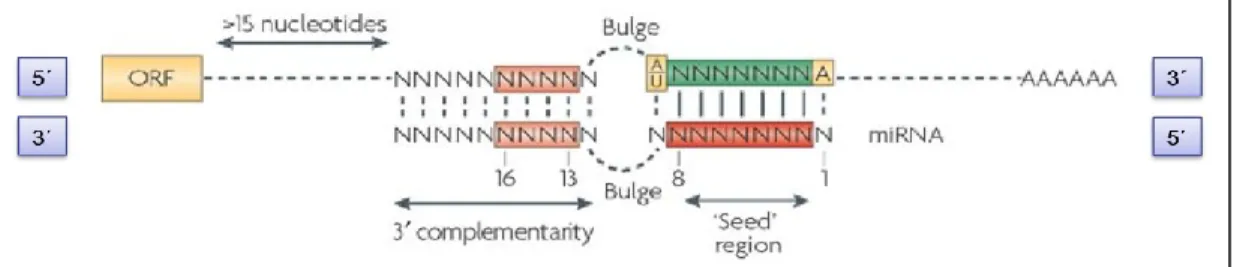 Figure 3. Liaison d’un microARN à un ARNm cible. Le microARN ancré dans la protéine Ago  se lie à l’ARNm cible au niveau de l’extrémité 3’ NTR