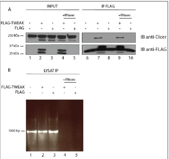 Figure  9.  Dicer  et  TWEAK  font  partie  d’un  même  complexe  protéique.  (A-B)  Les  cellules  HEK293 ont été transfectées avec un vecteur pcDNA3.1 codant pour FLAG-TWEAK ou un vecteur  pcDNA3.1  codant  uniquement  pour  l’épitope  FLAG