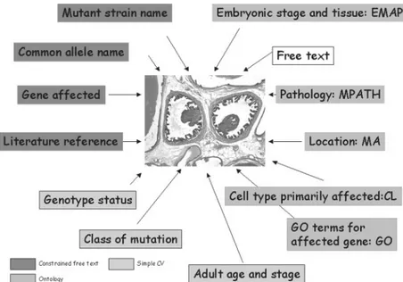 Figure 1. Diagrammatic representation of the metadata classes associated with each image in Pathbase.