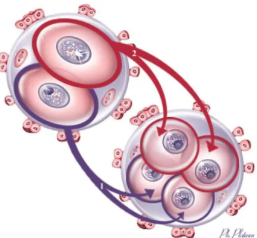 Figure 3. La segmentation (D’après L’embryogenèse humaine, D.Rabineau, J.M. Dupont, P