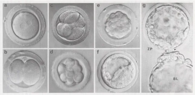 Figure 6. Cinétique de développement embryonnaire : a) 19 heures, une cellule ; b) 24 heures, deux  cellules ; c) 35 heures, quatre cellules ; d) 48 heures 8-10 cellules ; e) 72 heures, stades morula ; f) 96 