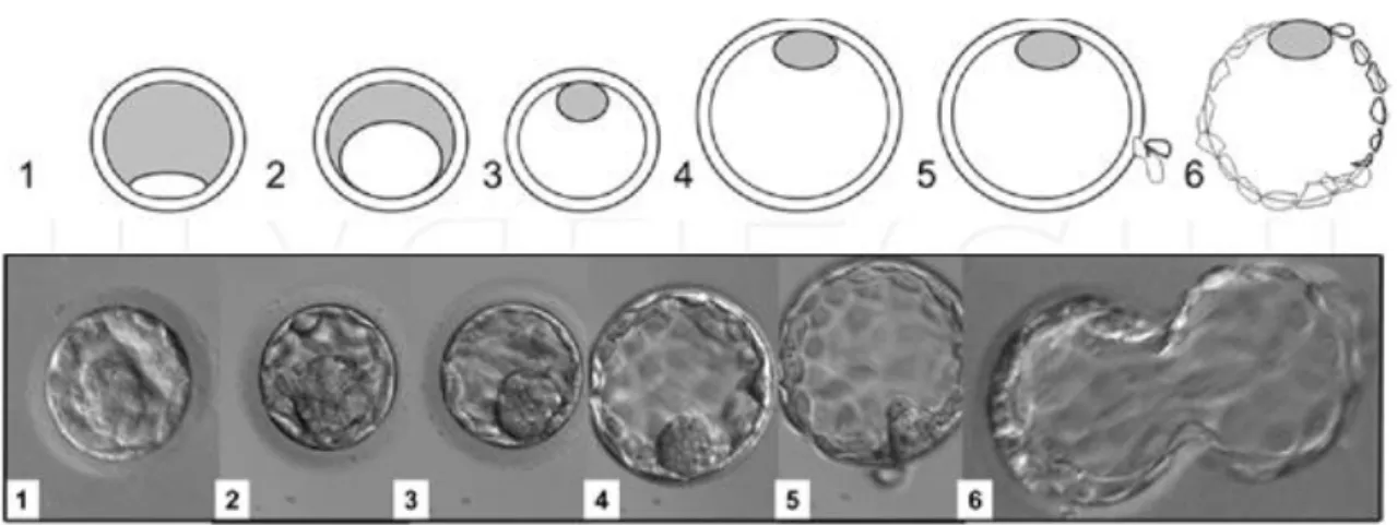 Figure 9: Evolution du blastocyste (selon Gardner &amp; Schoolcraft, 1999). 